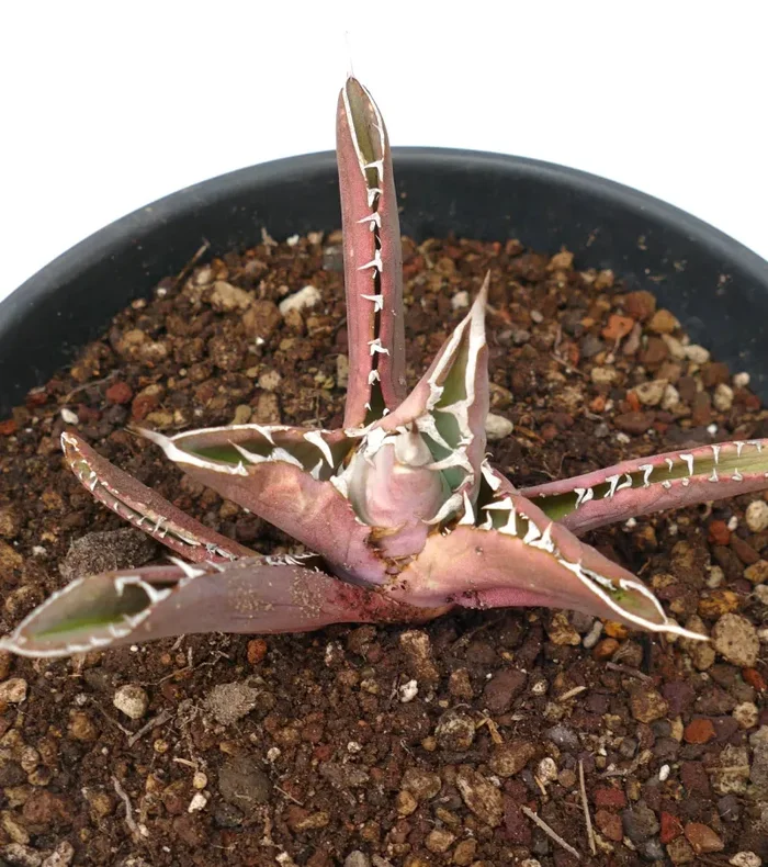 Agave titanota RED TIGER SHARK (ex Torrisi) - immagine 3