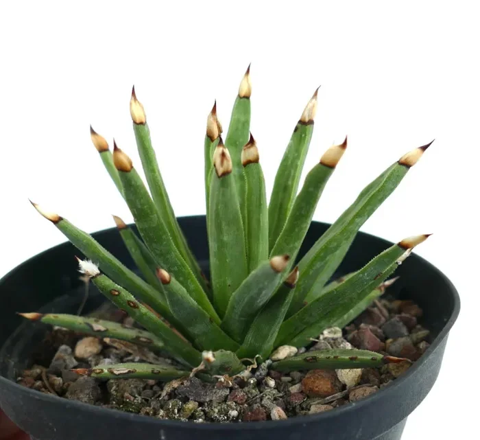 Agave titanota