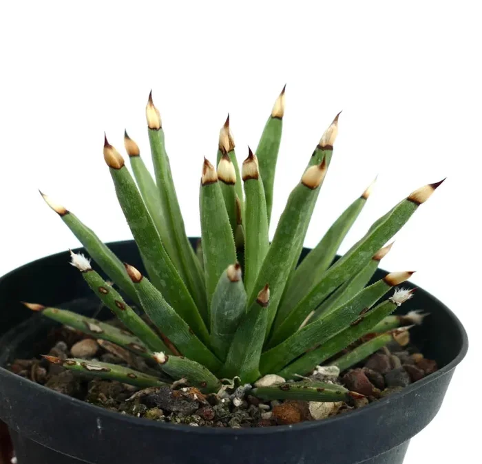 Agave titanota - immagine 3