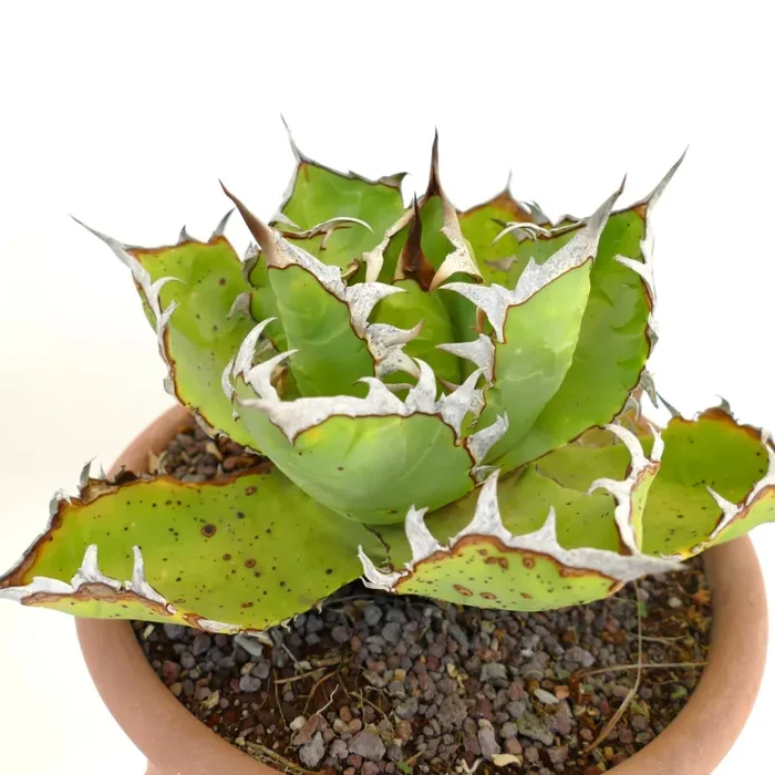 Agave titanota WILD SELECTED SF13