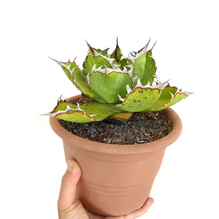 Agave titanota WILD SELECTED SF13 - immagine 2