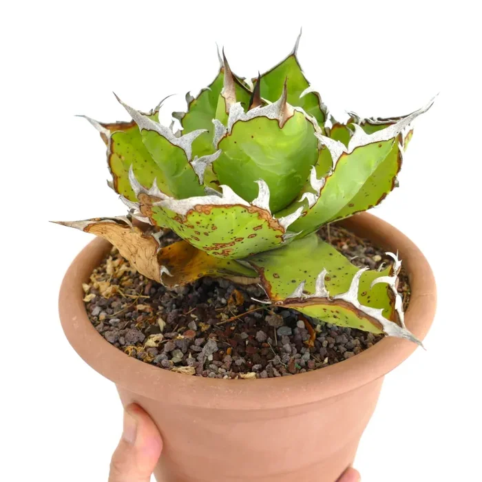 Agave titanota WILD SELECTED SF13 - immagine 3