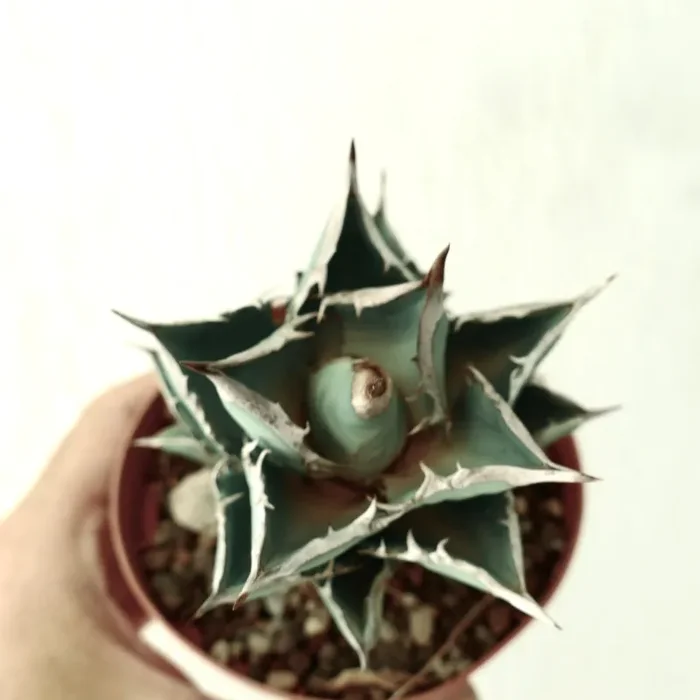 Agave titanota - immagine 3