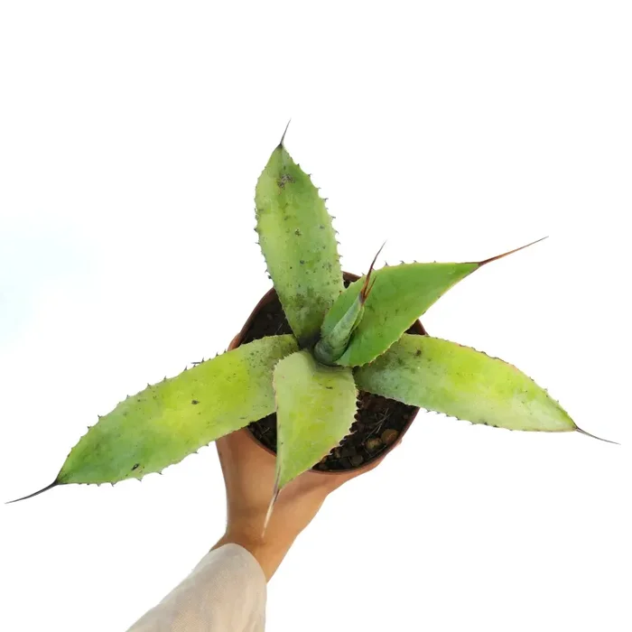 Agave turneri X Agave eborispina X Agave celsii F3 - immagine 2