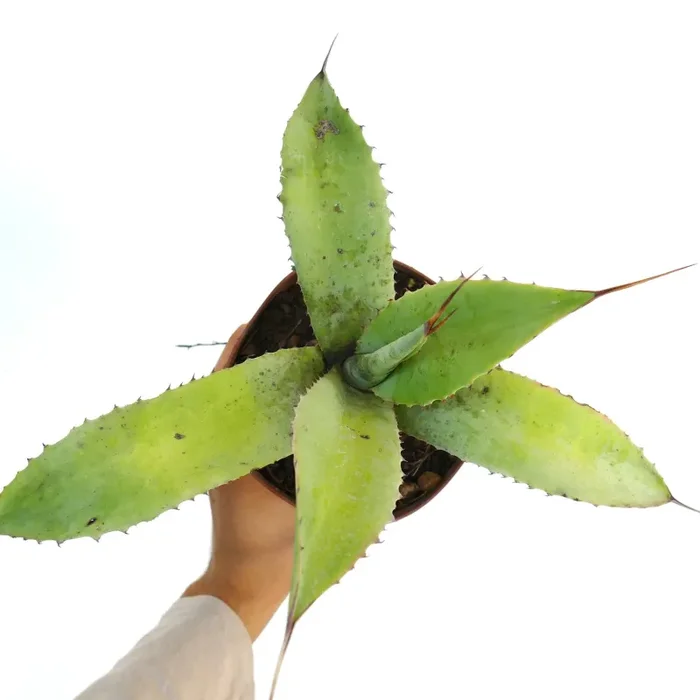 Agave turneri X Agave eborispina X Agave celsii F3 - immagine 3