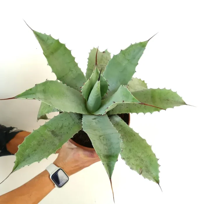 Agave verschaffeltii X Agave cerulata x Agave eborspina Vendita calda online