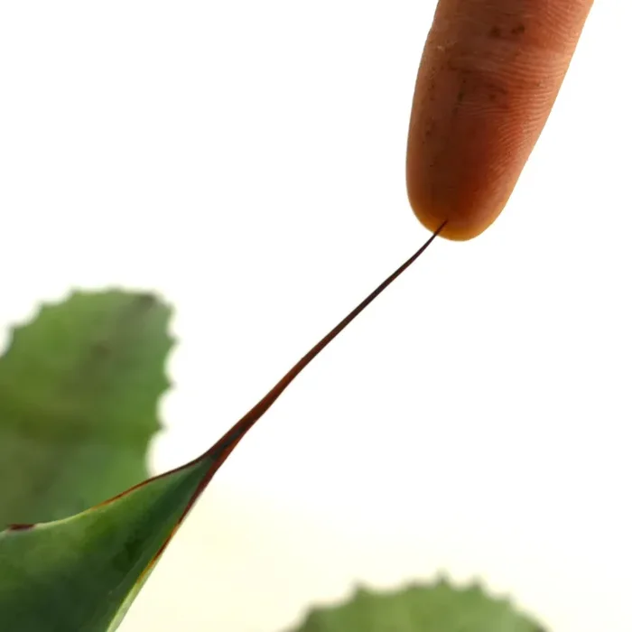 Agave verschaffeltii X Agave cerulata x Agave eborspina Vendita calda online - immagine 2