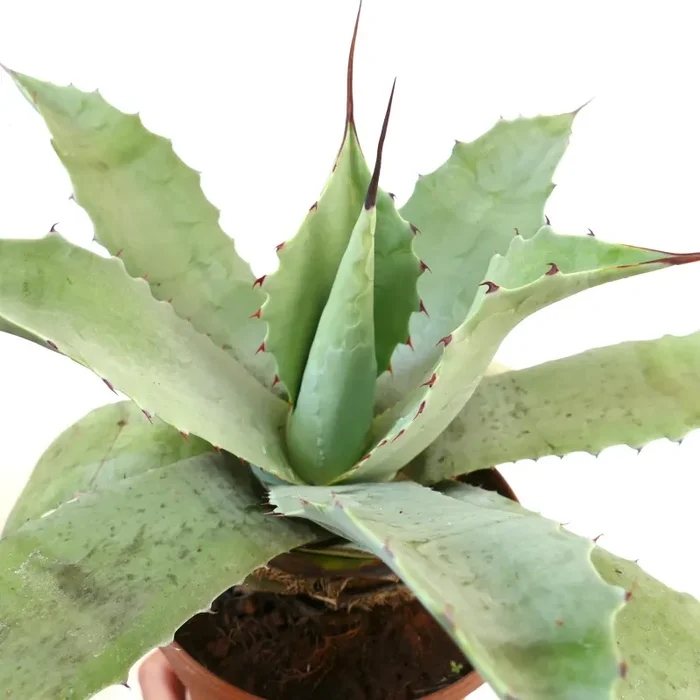 Agave verschaffeltii X Agave cerulata x Agave eborspina Vendita calda online - immagine 3