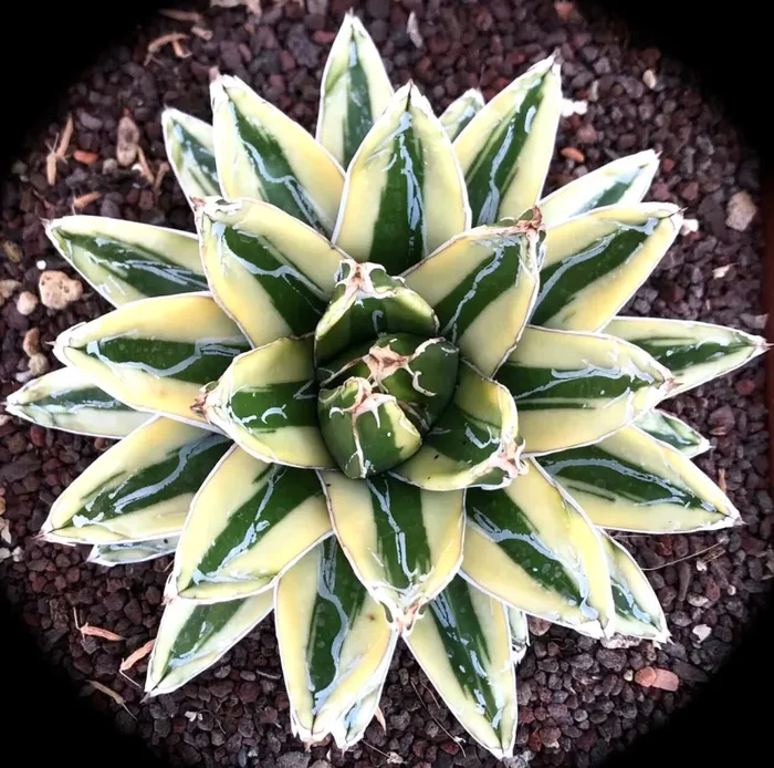 Agave victoriae regina cv KIZAN VARIEGATED