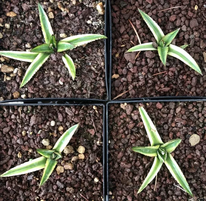 Agave victoriae regina cv KIZAN VARIEGATED - immagine 2