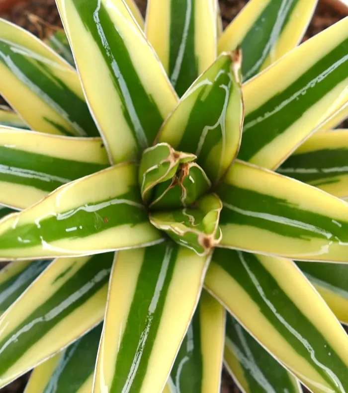 Agave victoriae-reginae cv “Shin Yuki Yama” Fornitura