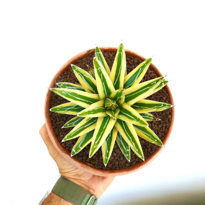 Agave victoriae-reginae cv “Shin Yuki Yama” Fornitura - immagine 2