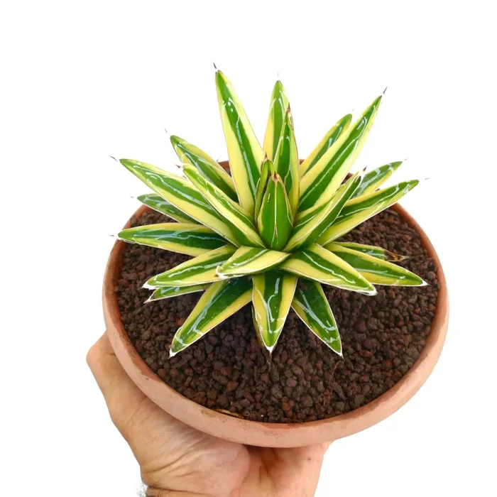 Agave victoriae-reginae cv “Shin Yuki Yama” Fornitura - immagine 3