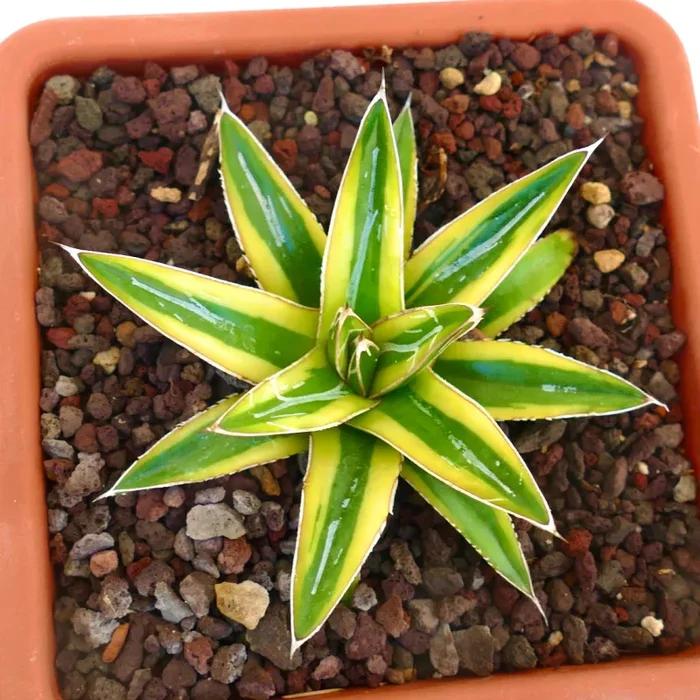 Agave victoriae-reginae cv “Shin Yuki Yama”