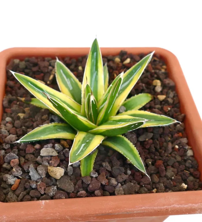 Agave victoriae-reginae cv “Shin Yuki Yama” - immagine 2