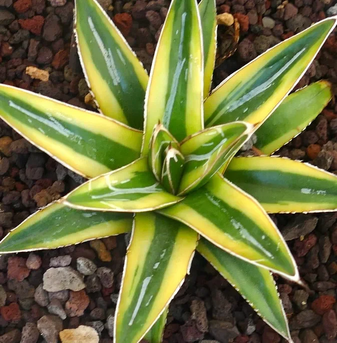 Agave victoriae-reginae cv “Shin Yuki Yama” - immagine 3