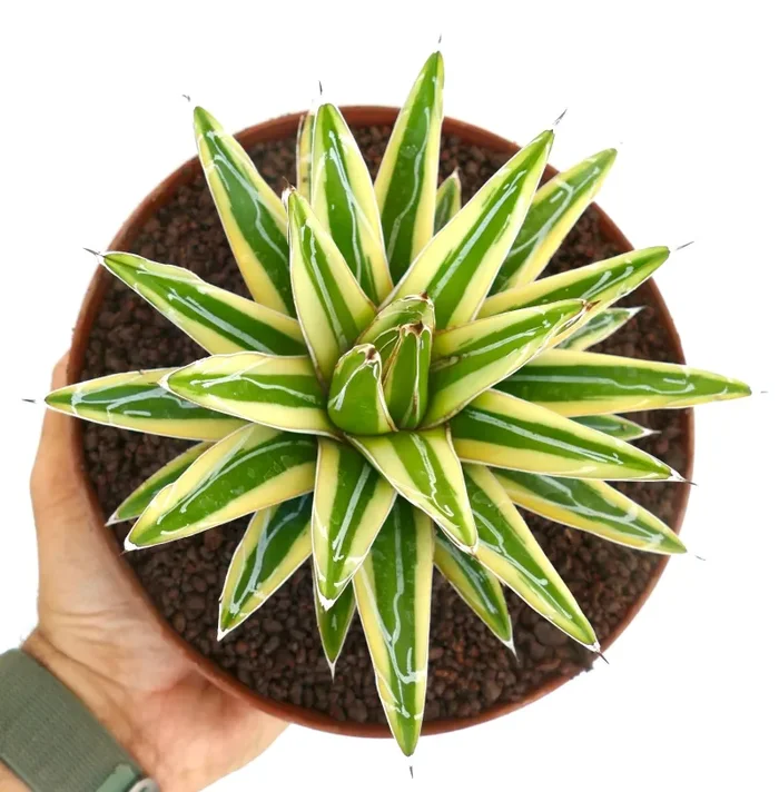 Agave victoriae-reginae cv “Shin Yuki Yama” VARIEGATED