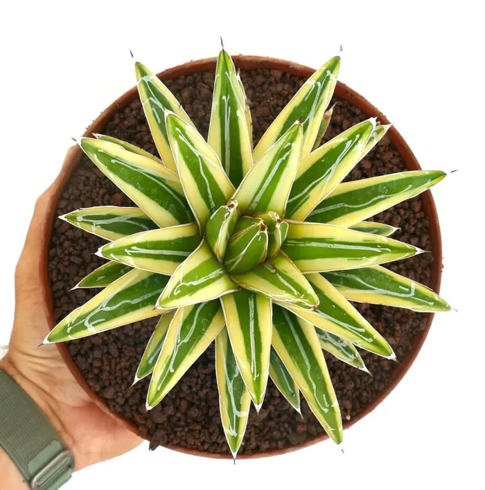 Agave victoriae-reginae cv “Shin Yuki Yama” VARIEGATED - immagine 2