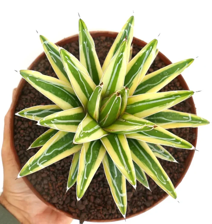 Agave victoriae-reginae cv “Shin Yuki Yama” VARIEGATED - immagine 3