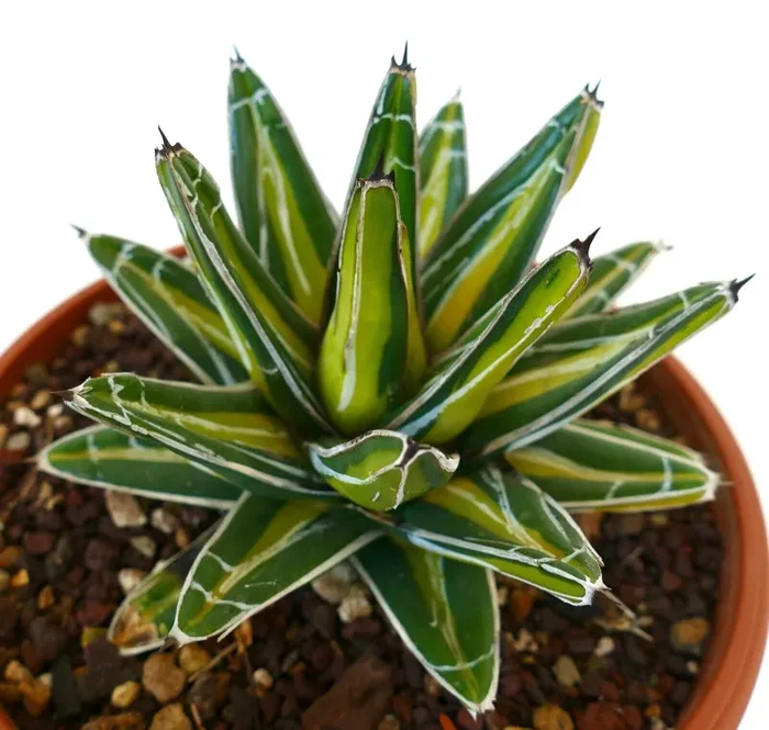 Agave victoriae reginae cv INDONESIAN GOLD VARIEGATED - immagine 2