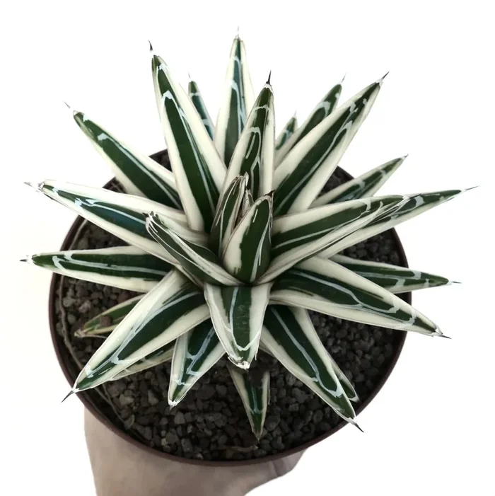 Agave victoriae reginae cv White Rhino Vendita calda online