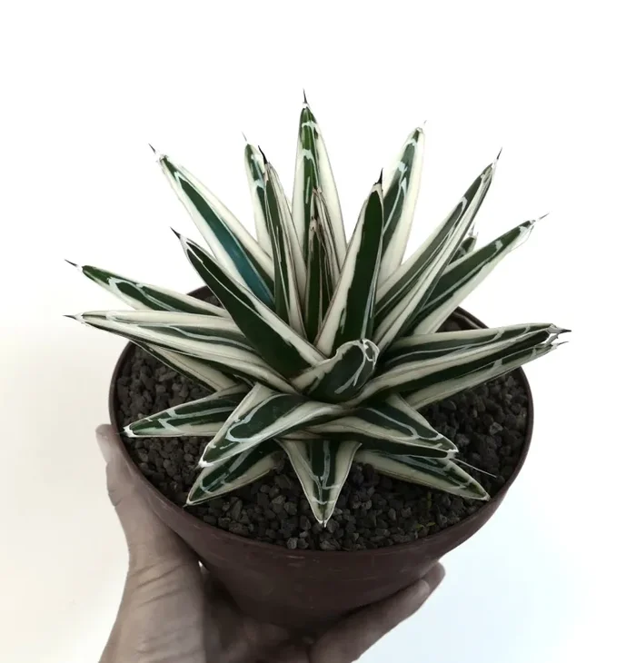 Agave victoriae reginae cv White Rhino Vendita calda online - immagine 2