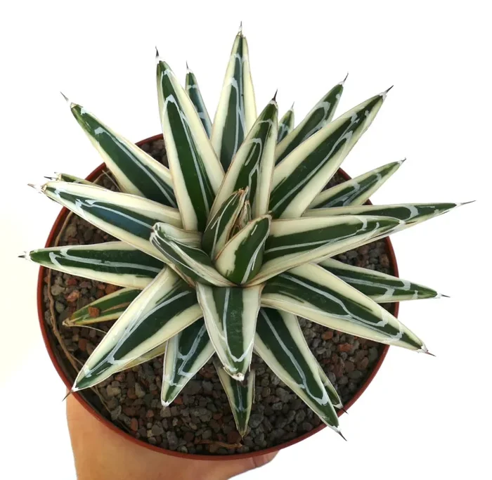 Agave victoriae reginae cv White Rhino Vendita calda online - immagine 3