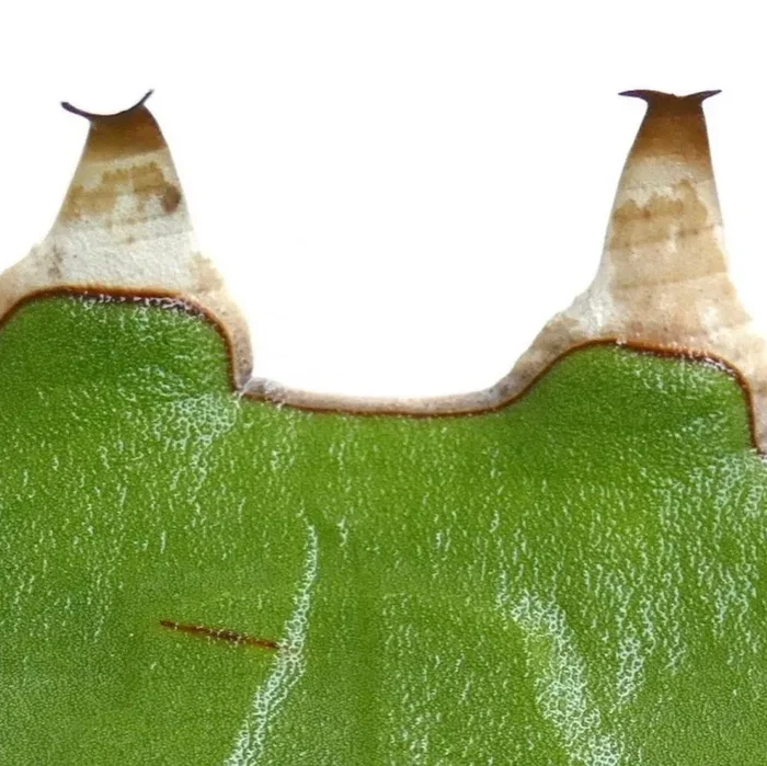 Agave xylonacantha SEMI