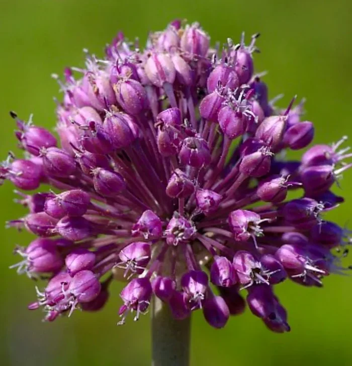 Allium commutatum SEMI