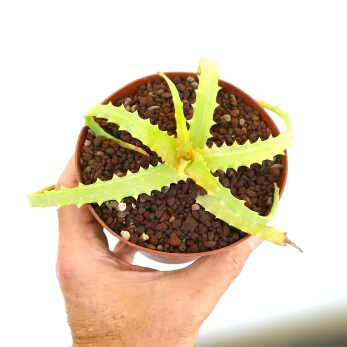 Aloe arborescens SLIGHTLY VARIEGATED ANA19