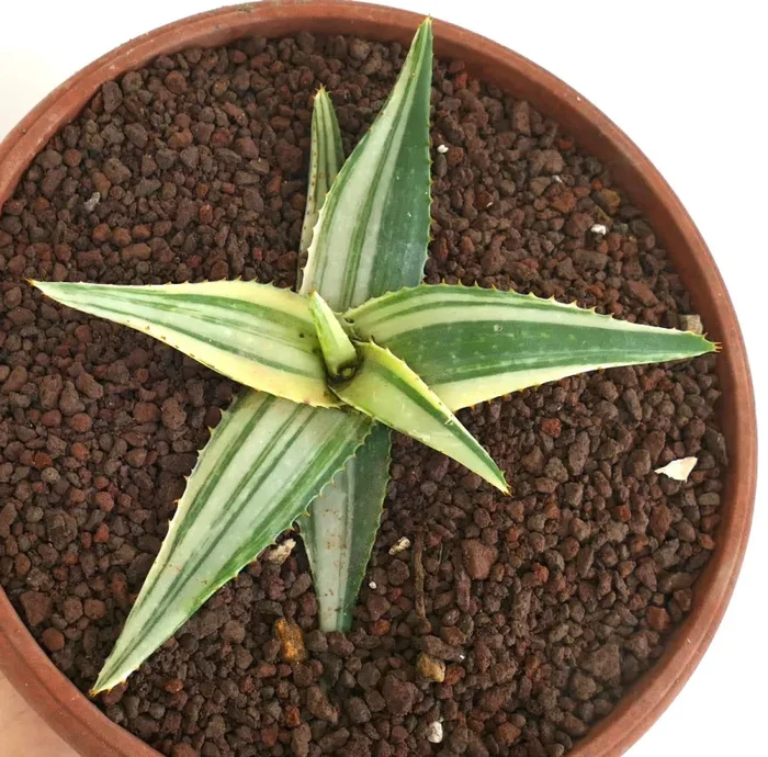 Aloe saponaria VARIEGATED STRIATA
