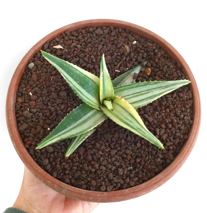 Aloe saponaria VARIEGATED STRIATA - immagine 2