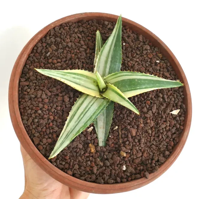 Aloe saponaria VARIEGATED STRIATA - immagine 3