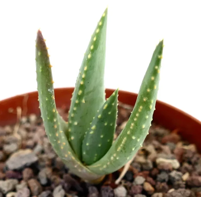Aloidendron pillansii 28M - immagine 2