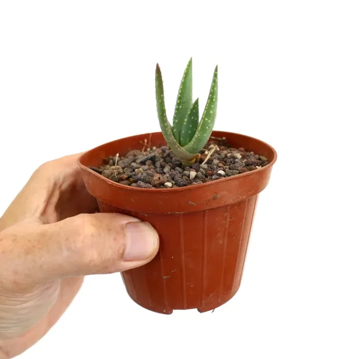 Aloidendron pillansii 28M - immagine 3