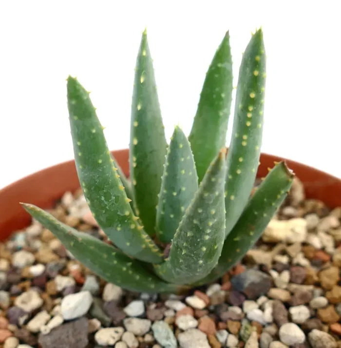 Aloidendron pillansii (syn Aloe pillansii) 73P