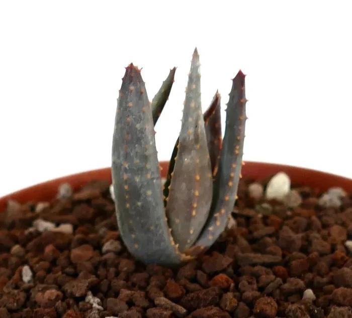 Aloidendron pillansii (syn Aloe pillansii)
