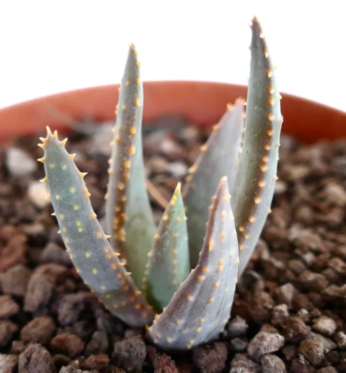 Aloidendron pillansii (syn. Aloe pillansii)
