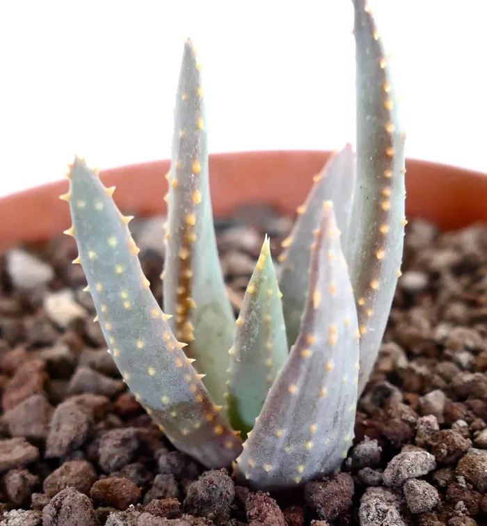 Aloidendron pillansii (syn. Aloe pillansii) - immagine 3