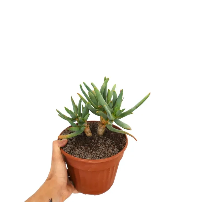 Aloidendron ramosissimum (syn. Aloe ramosissima) SS3 - immagine 2