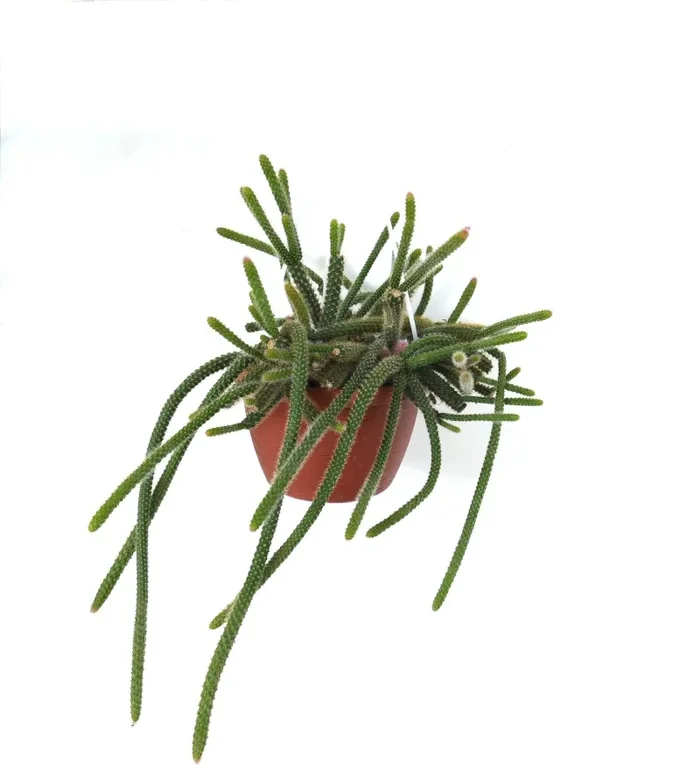 Aporocactus flagelliformis CLUSTER 15-45cm - immagine 2