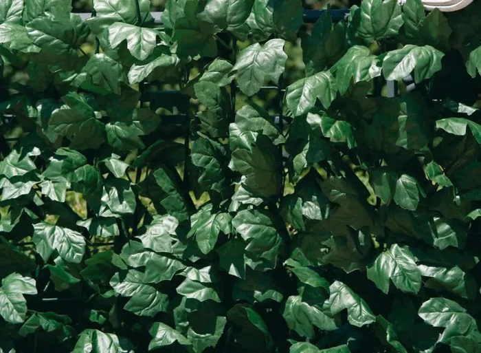 Arella Siepe Sintetica Artificiale in Polipropilene Ombreggiante Rama Foglie di Edera Varie Misure - immagine 3