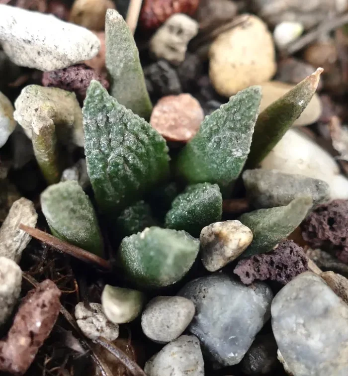 Ariocarpus braboanus var. hintoniii (seedling) K5