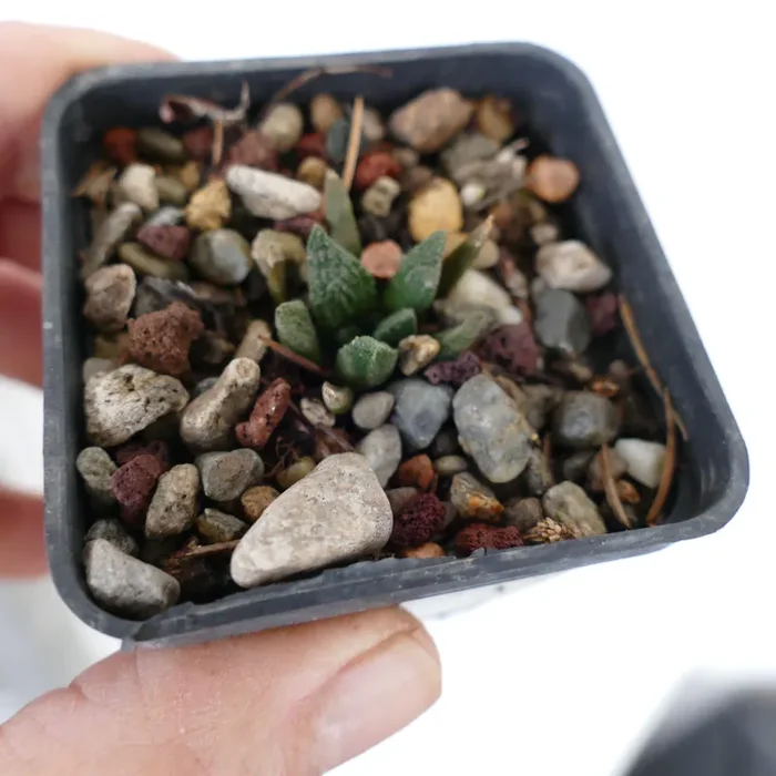 Ariocarpus braboanus var. hintoniii (seedling) K5 - immagine 2