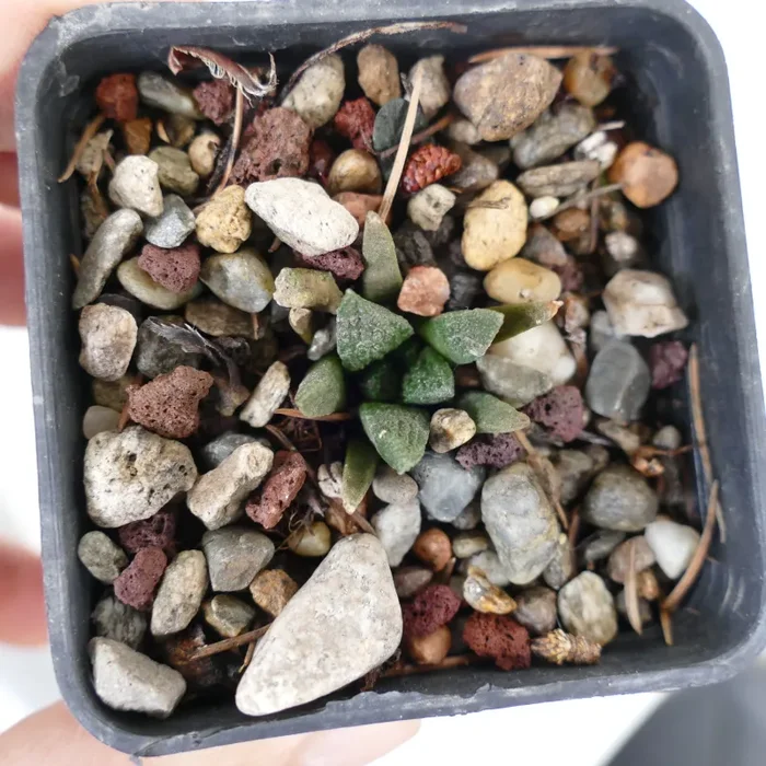 Ariocarpus braboanus var. hintoniii (seedling) K5 - immagine 3