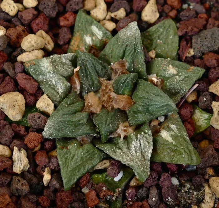Ariocarpus bravonaus cv GODZILLA - immagine 2
