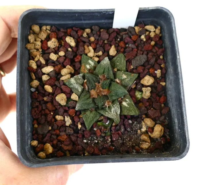 Ariocarpus bravonaus cv GODZILLA - immagine 3