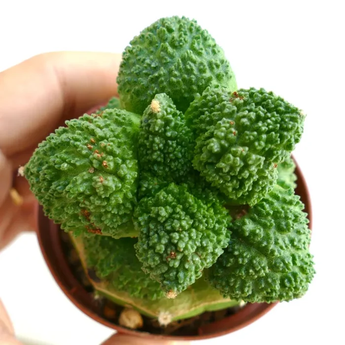 Ariocarpus cultivar GODZILLA BALL GREEN FR11 - immagine 2