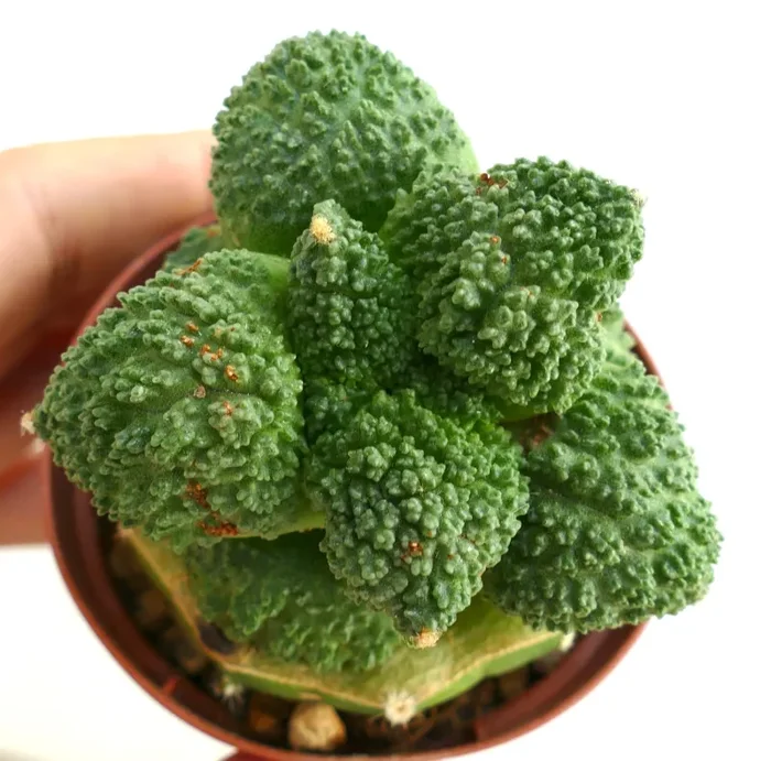 Ariocarpus cultivar GODZILLA BALL GREEN FR11 - immagine 3
