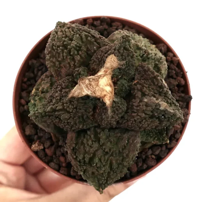 Ariocarpus cv. GODZILLA DARK GRAFTED Saldi